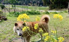 整棟租賃 岩井農場 - 插秧 收割 披薩製作 燒烤 營火晚會 野味烹飪 柴爐 搗年糕 里山體驗