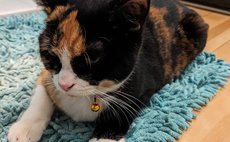 ぴよぴよハウス九美上