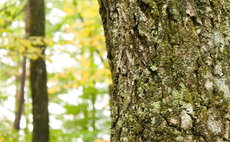 MORIKOYA-CHALET-北軽井沢(モリコヤシャレーきたかるいざわ)