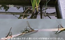 のんびりと田舎暮らしを楽しむ農家民泊