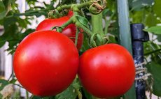 のんびりと田舎暮らしを楽しむ農家民泊