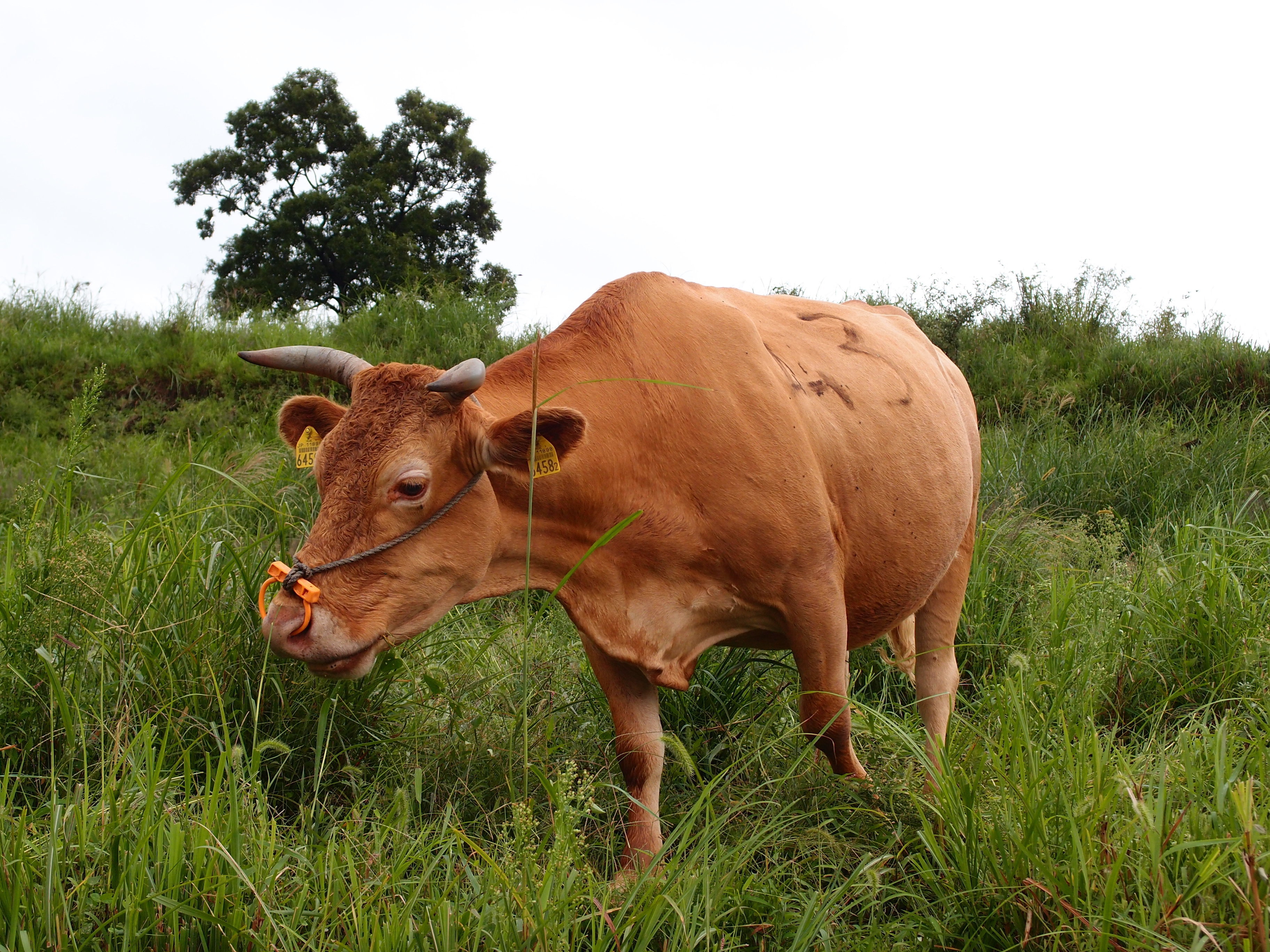 泊   ■体验活动类别:牧场体验/农业体验   ■推荐体验活动:跟牛接触