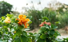 1日1組限定の古民家アウトドア