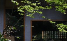 Ame-no-mori Regenswald