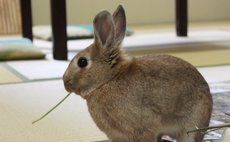 Guest House Lappy 貸切