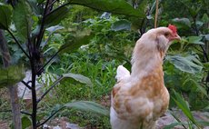 大自然！庭先焚火とニワトリが走るゲストハウス貸切