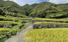 Limited to August 28-29, 2026 Experience Golden Rice Harvest at Okuuchi, One of the Top 100 Terraced Rice Fields!