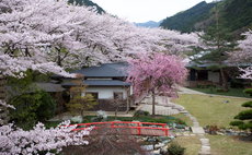 櫻泉會館 泉 含早餐