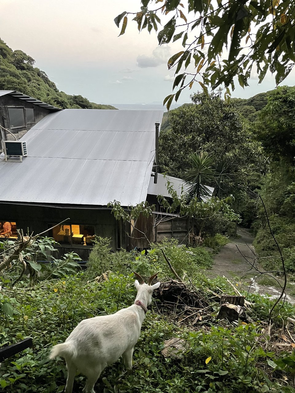静岡県南伊豆町の猫がいる一棟貸しの宿「Love Nature Casa Nahual」