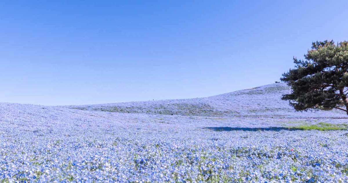 茨城県の宿泊施設一覧|STAY JAPAN(ステイジャパン)で宿泊予約を|民泊・農泊・貸別荘・コテージ・古民家・城泊・宿坊など個性的な宿泊施設