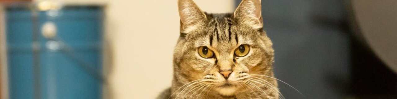 猫がいる宿